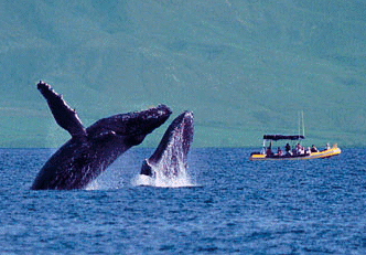 2whales.gif (56760 bytes)